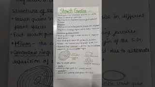 StarchGrains|TriBioClasses #StarchGrains#Starch#Polysaccharides#BSc5Sem#Botany#YTShorts#yt #learn