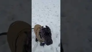 Rain playing with the snow #rain #snow #play #animals #viralvideo #fun #facts #love #like