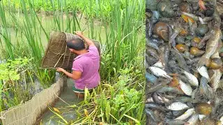Best Village Fishing | Asian Traditional Fishing | Fishing Trap Bd