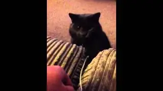 Fat cat