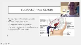 045 Male accessory organs