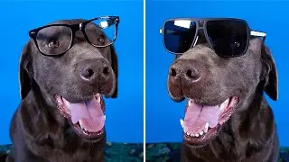 My Dog Tries on Designer Sunglasses!