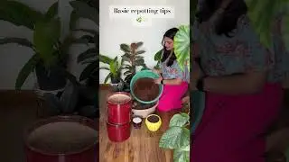 Basic repotting tips for beginners🌿✨
