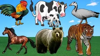 Learn to love animals sound: cow, chickens, Animal Sound 143