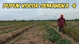 Pemupukan Kocor Semangka Yang Ke Empat Di Usia 25 HST #pertanian #nardyshu #semangka