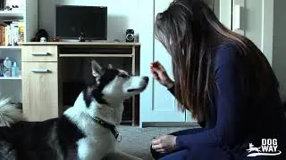 Husky w kawalerce!