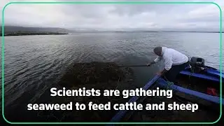 Ireland looks to seaweed to reduce methane emissions
