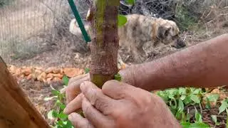 Enxertia de abacate 15/09/22