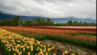 Islamic Background Video No Copyright - A Beautiful Garden