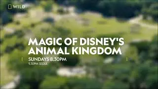 Magic of Disney's Animal Kingdom (Season 2) - Promo on National Geographic Wild (Asia)