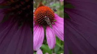 Was machen Honigbienen wenn es pl&ouml;tzlich regnet ? #honigbienen #bienen #fyp #faszination #natur #bee