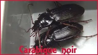 Nebria sp. 