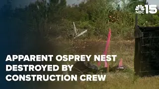 Video shows protected bird nest destroyed by Baldwin Co. construction crew - NBC 15