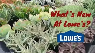 Lowes Shop With Me | Big Box Store House Plant Shopping