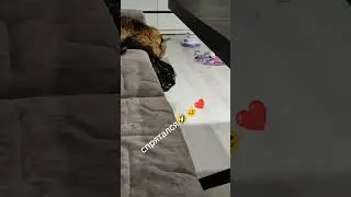 Он в укрытии🤣🐱.. его не видно#helenared#cat#котик