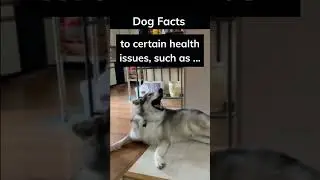 Health Issues #doglover #dog #dogfacts #facts #howling