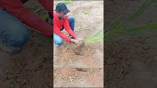 How I Plant Oil Palm Seedlings in Nigeria #agriculture #farming