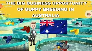 THE BIG BUSINESS OPPORTUNITY OF GUPPY BREEDING IN AUSTRALIA