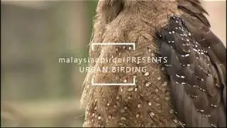 Birding in Malaysia: Urban Birding
