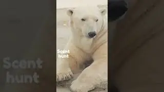 Unknown characteristics of white fur - Polar Bears  #animals #wildlife #polarbear  #nature #shorts