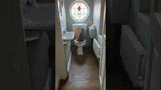 Family Discovers Cat Has Been Using the Toilet! 😂🚽