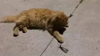 Cat Fights A Dobsonfly