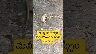 When Monkey Becomes a Food Vlogger 🤣🐒 #yt #shorts #funny #animals #comedy #ytshorts #funnyvideo