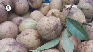 Teh Buah Pala 