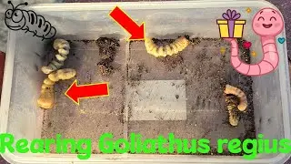 Rearing Goliathus regius #rearing #goliaths #regius #royal #beetle