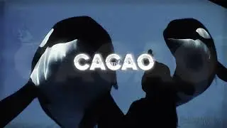 cacao & cocaine [tilikum]