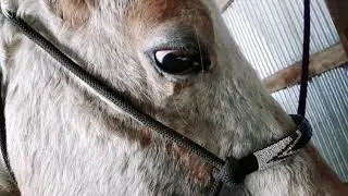 Working Blind Horses-Things to Keep In Mind