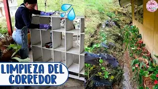 LIMPIANDO LOS MUEBLES DE MIS PLANTAS y REORGANIZANDO PLANTAS DE SOMBRA │Candy Bu
