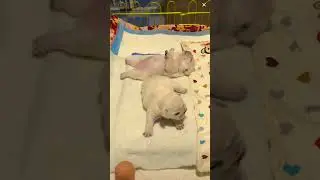 How cute is a 2-month-old bulldog? #Bulldog #Pets #dog #shots