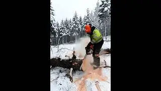 #shorts #logging #forestry #chainsaw #woodworking #nature #work #timber #craft #outdoors #handmade