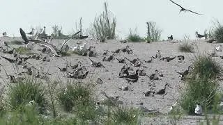 Gull-Billed Tern Black Skimmer Nesting Hillsborough Bay June 14 2022