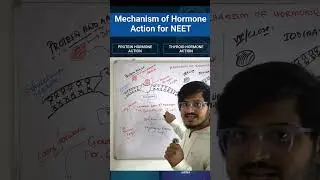 Mechanism of Hormone Action | Chemical Coordination and Integration | Class 11 Biology NEET 2026