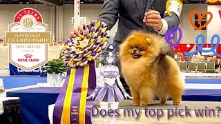Fella&rsquo;s Dog Corner: AKC Best in Show 2025
