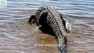 Savanna Survival: The Waterhole of Life and Danger