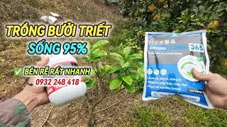 👉 Cách Trồng Cây Bưởi Từ Cành Triết Đúng Kỹ Thuật | Tỷ Lệ Sống Cao | 📞 0932 248 418