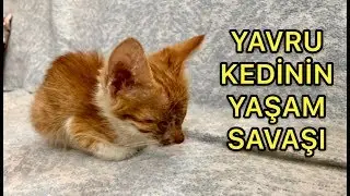 Ölmek Üzere Olan Hasta Yavru Kedi Yaşayabilecek Mi?