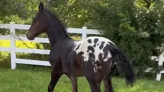 Knabstrupper x Gypsy Spotted Colt For Sale