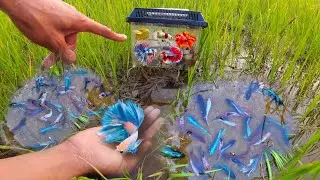 Unbelievable Unique Catching a lot Crowntail Betta Double Tail, Half Sun Spadetail Betta Fish