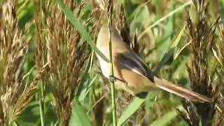 Bearded tit/reedling female