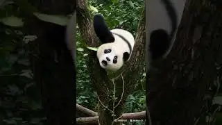 Lazy panda 🐼#NatureLovers #Shorts #PandaVibes #AnimalCuties