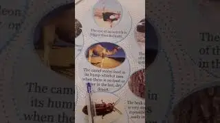 The camel stores food in its hump which it uses  when there  is no food or water in the hot  dry