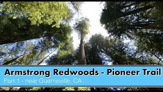 Hiking the Pioneer Trail to Parson Jones Tree - Armstrong Redwoods SNR