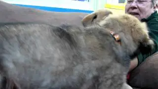 A.R.F Ontario - Tendai's 10 puppies