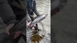 PB Steelhead on the fly. Salmon River NY. #fishing #steelheadfishing #salmonriver #flyfishing