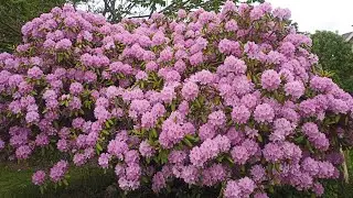 What a wonderful Flower Tree! দেখুন কত সুন্দরএই ফুলের গাছটি।
