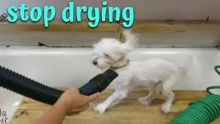 Should I continue to blow dry a dog that hates it